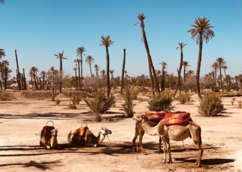 Marrakech, oasi di golf, sapori autentici e vita notturna.
