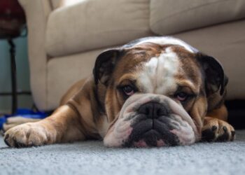 Lewis Hamilton piange la scomparsa del suo cane Roscoe: “Il mio migliore amico”