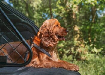 Bentley lancia la nuova gamma di accessori di lusso per animali