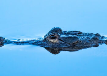 Scena surreale in un resort di lusso: coccodrillo nuota tra i turisti in piscina