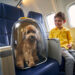 Cani in aereo: nuove regole ENAC, fino a 6 animali per volo e 30 kg in cabina