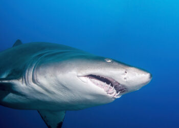 Tragedia in spiaggia: squalo toro uccide una 20enne sotto gli occhi del suo amico