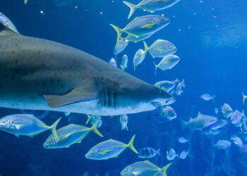 Squalo attacca una donna durante lo snorkelling: la guida lo colpisce e la salva