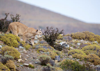 Uccisa da un puma mentre cammina in montagna: prima vittima in oltre 20 anni
