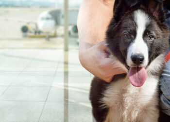 Svolta per chi viaggia con il cane: la novità Ita che fa felici i proprietari