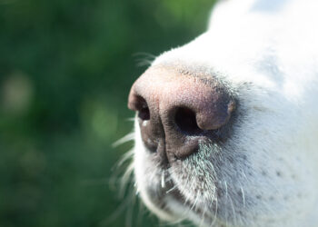 Scappa dopo l’incidente, ma un cane lo incastra: arresto clamoroso a Fermo