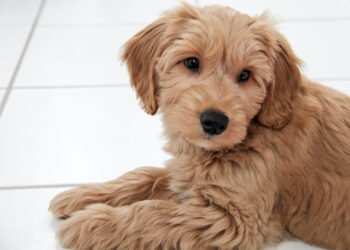 Abbandona il cane in aeroporto perché non può imbarcarlo: arrestata, il cucciolo ora cerca casa