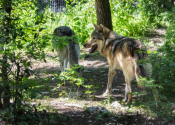 Treno travolge due lupi, paura tra i passeggeri e linea chiusa