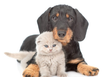 Nuove regole per viaggiare in Europa con cani e gatti: cosa cambia dal 22 aprile 2026