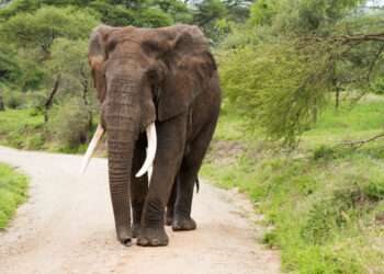 Elefante selvatico attacca e uccide una 17enne: tragedia vicino casa
