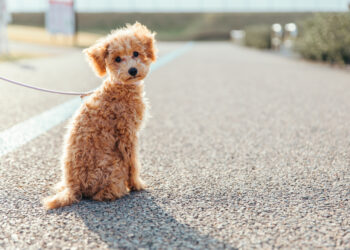 Cane rapito e ucciso durante un furto: barboncino lanciato da un’auto in corsa
