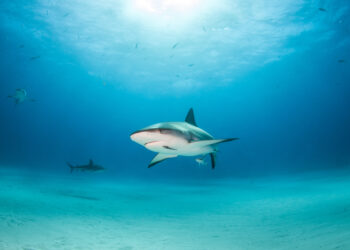 Squali contaminati da droga e farmaci: lo studio che allarma gli scienziati