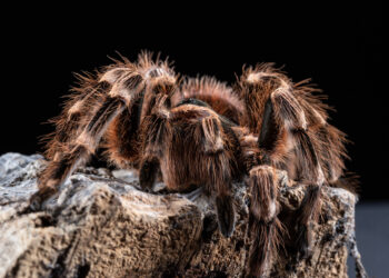 Dimentica un pacco sul treno, poi la scoperta choc: dentro ci sono 20 tarantole vive