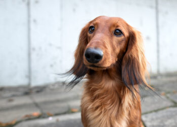 Pirata della strada investe Choco e scappa: l’appello del proprietario corre sui social