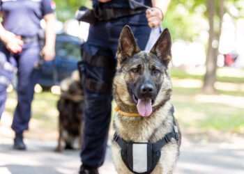 Cane antidroga protagonista a Olbia: trova hashish nascosto nell’auto di un 22enne